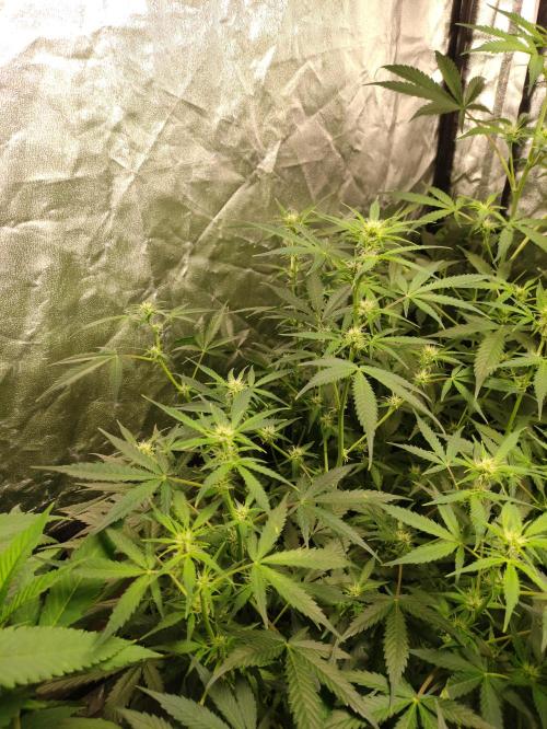 Pineapple Pulse. Week 5