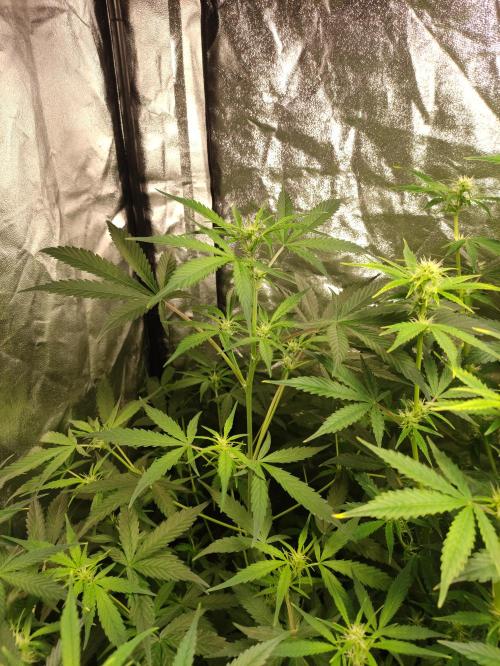 Fumepop Auto. Week 5