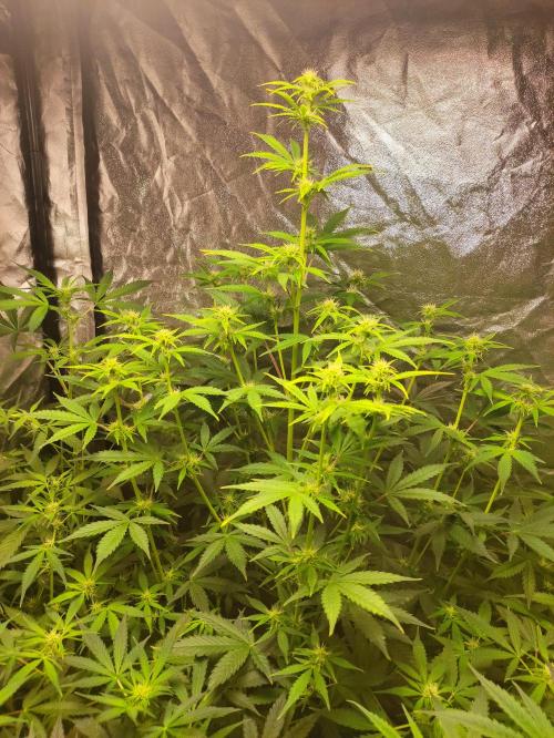 Fumepop Auto. Week 5