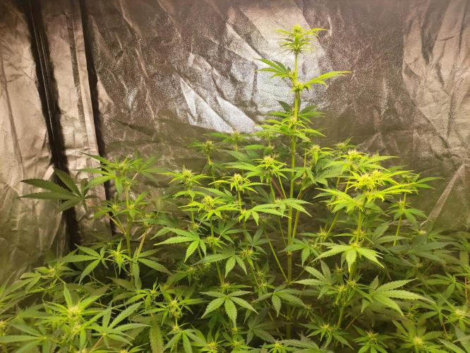 Fumepop Auto. Week 5