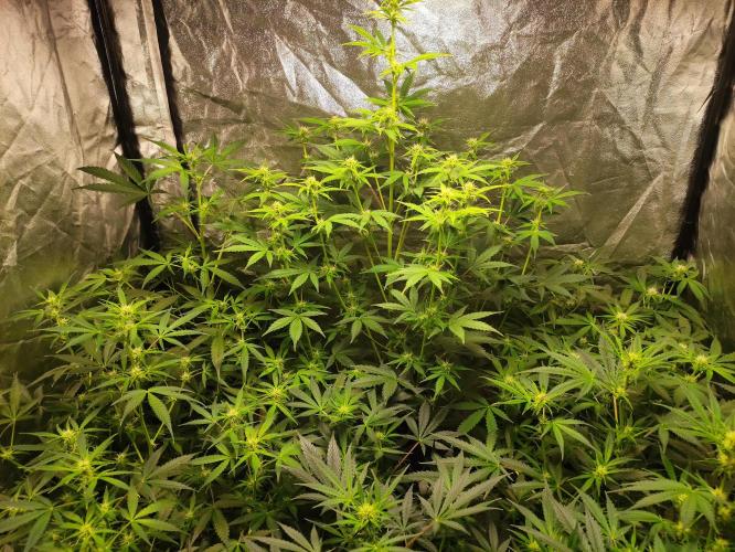 Fumepop Auto. Week 5