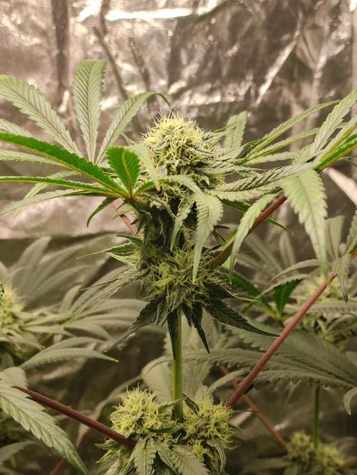 Pink Banana Runtz. Week 7