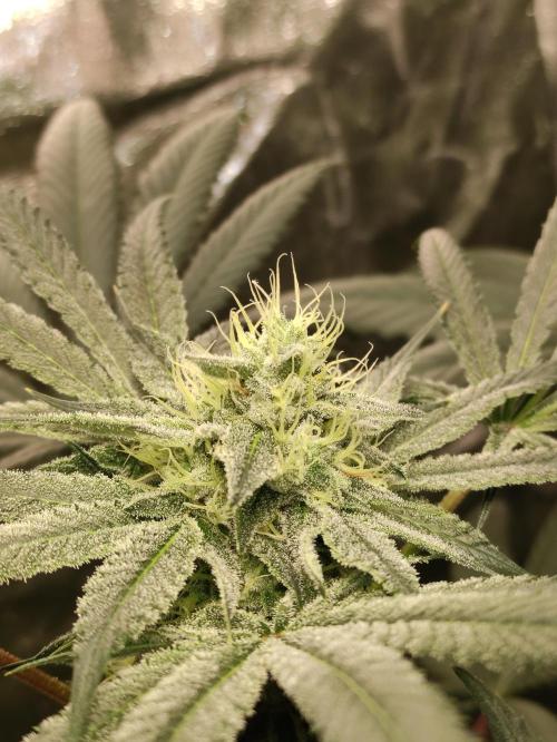 Pink Banana Runtz. Week 7