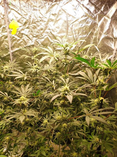 Pink Banana Runtz. Week 7