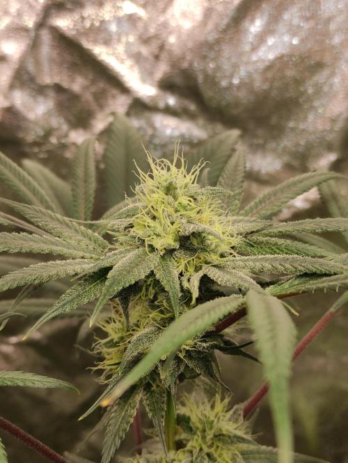 Pink Banana Runtz. Week 7