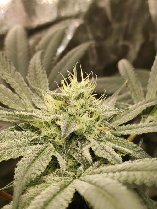 Pink Banana Runtz. Week 7