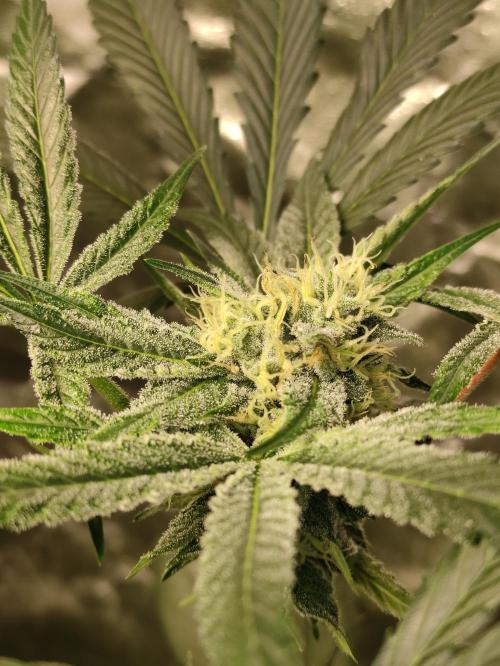 Pink Banana Runtz. Week 7