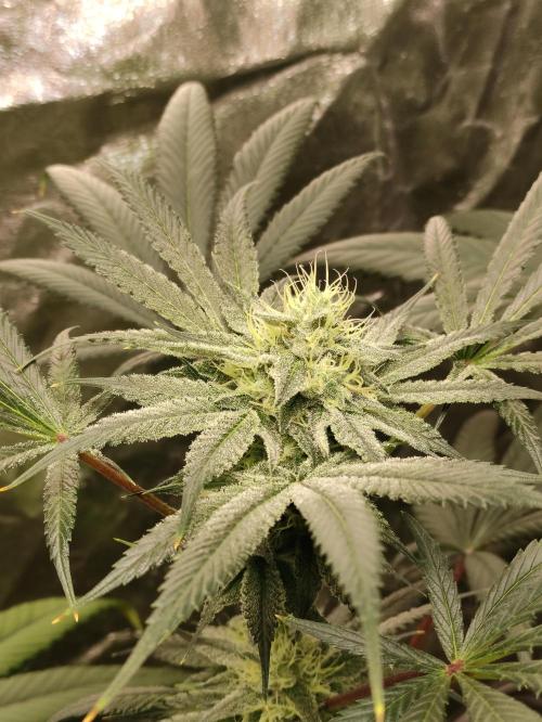 Pink Banana Runtz. Week 7