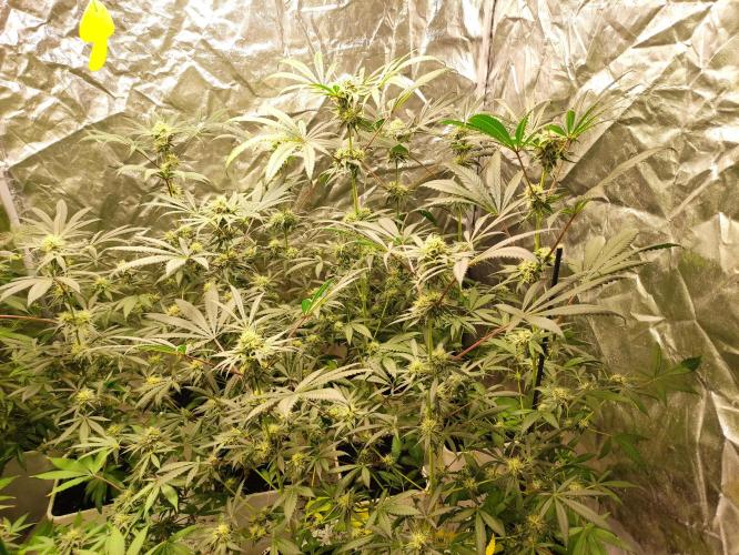 Pink Banana Runtz. Week 7