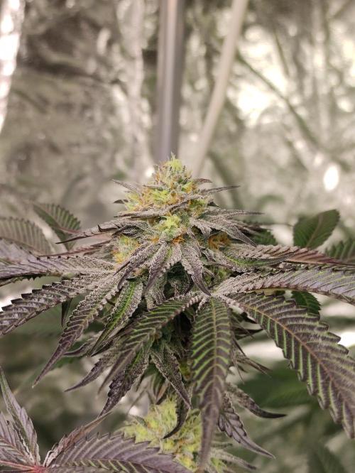 Frozen Biscotti. Week 10