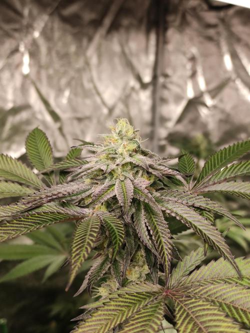 Frozen Biscotti. Week 10