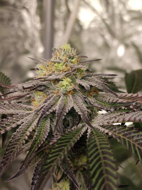 Frozen Biscotti. Week 10