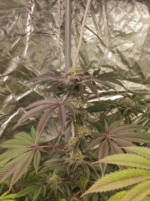 Frozen Biscotti. Week 10