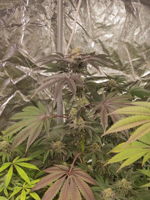 Frozen Biscotti. Week 10