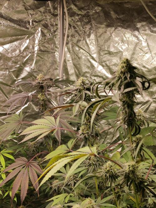 Frozen Biscotti. Week 10