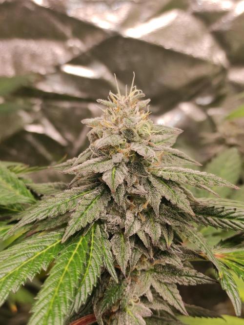 Red tropicana cookies. Week 10