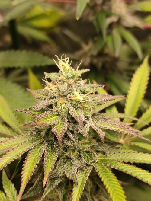 Red tropicana cookies. Week 10