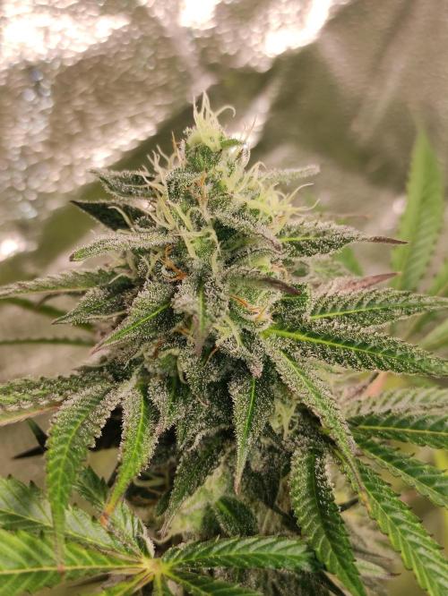 Red tropicana cookies. Week 10