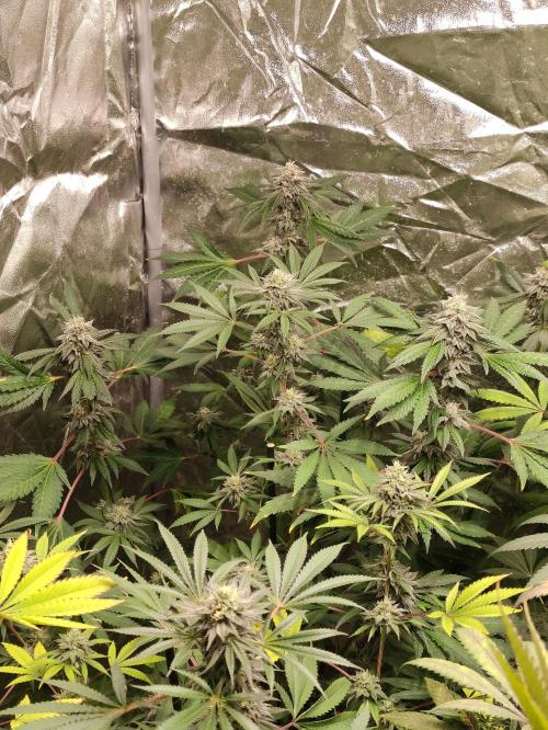 Red tropicana cookies. Week 10