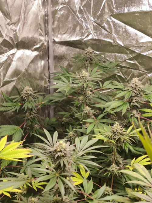 Red tropicana cookies. Week 10