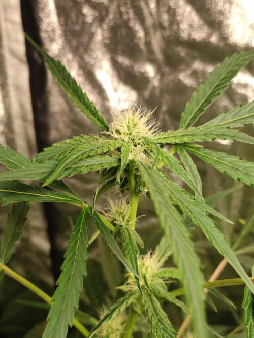 Fumepop Auto. Week 6