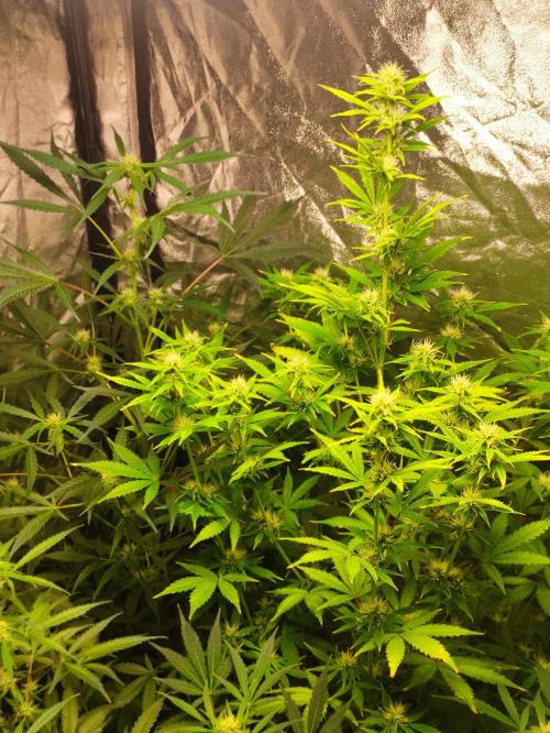 Fumepop Auto. Week 6