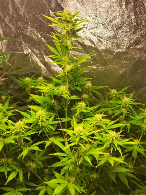 Fumepop Auto. Week 6