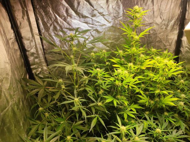 Fumepop Auto. Week 6