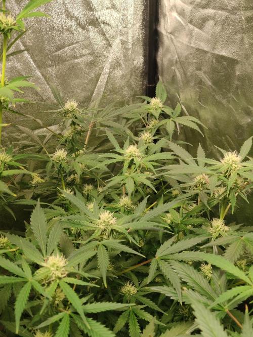 Fumepop Auto. Week 6