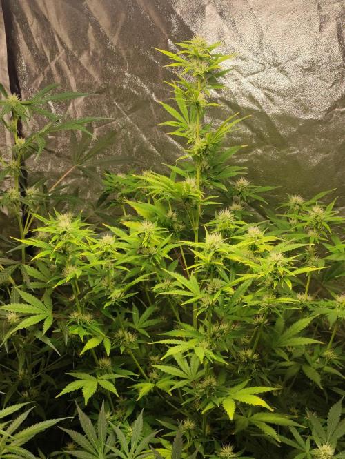 Fumepop Auto. Week 6