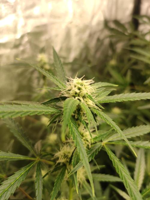 Pineapple Pulse. Week 6