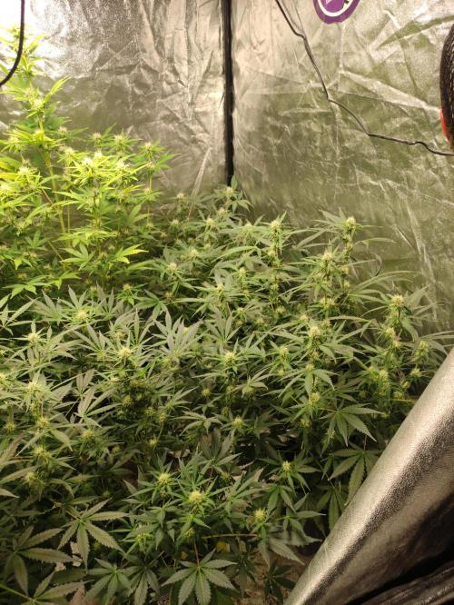 Pineapple Pulse. Week 6