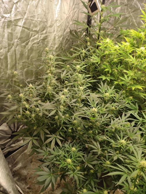 Pineapple Pulse. Week 6