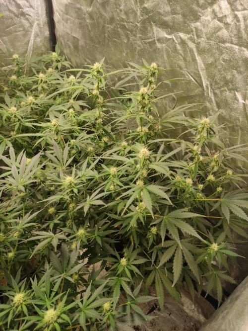 Pineapple Pulse. Week 6