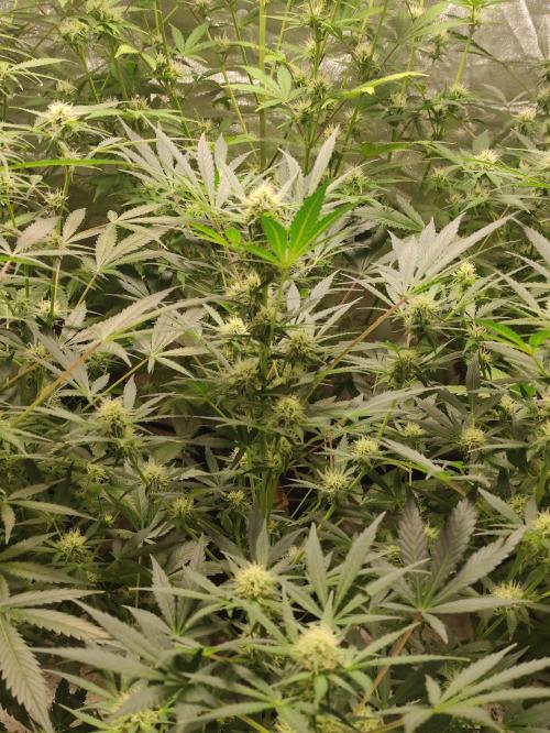 Pineapple Pulse. Week 6