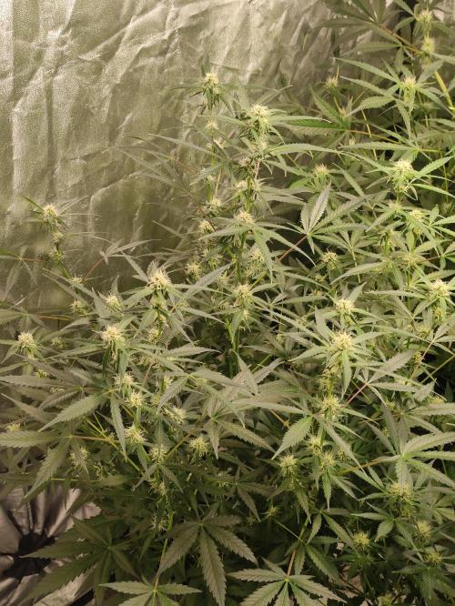 Pineapple Pulse. Week 6