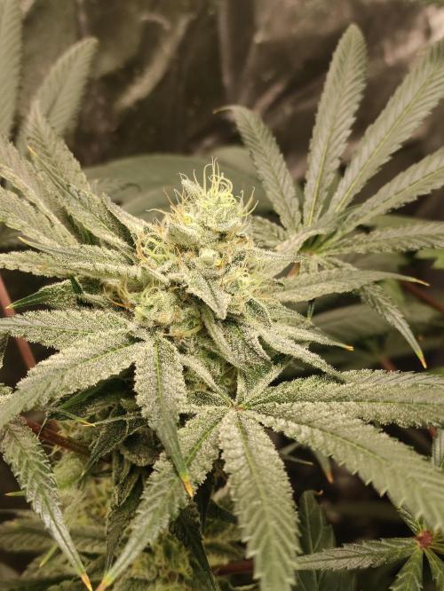 Pink Banana Runtz. Week 8