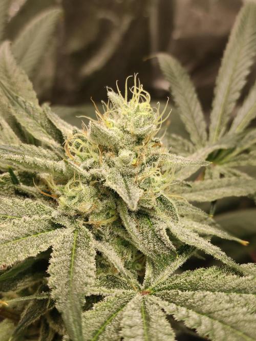 Pink Banana Runtz. Week 8