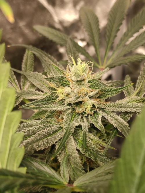 Pink Banana Runtz. Week 8