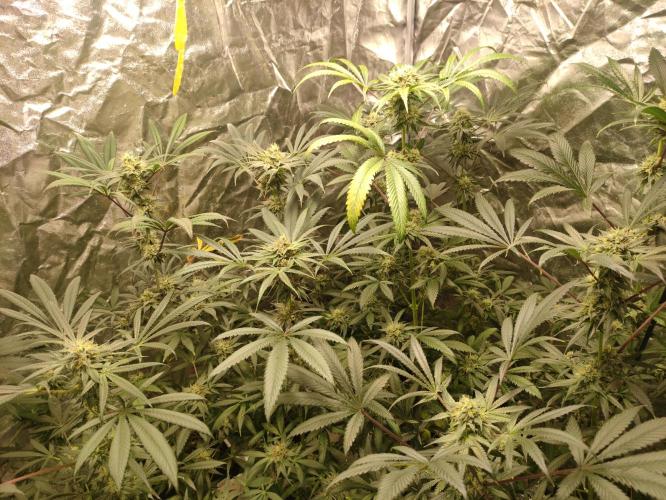 Pink Banana Runtz. Week 8