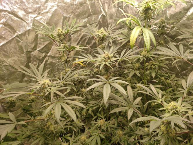 Pink Banana Runtz. Week 8