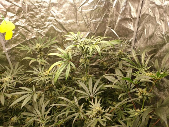 Pink Banana Runtz. Week 8