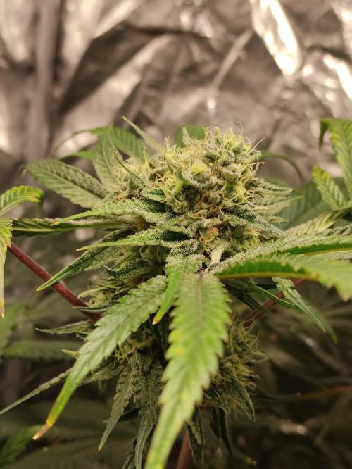 Pink Banana Runtz. Week 8