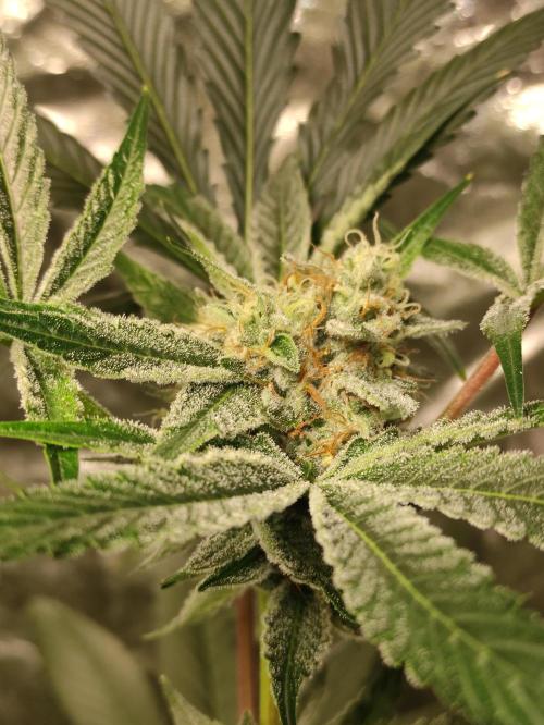 Pink Banana Runtz. Week 8