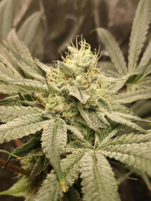 Pink Banana Runtz. Week 8