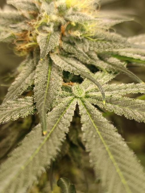 Pink Banana Runtz. Week 8