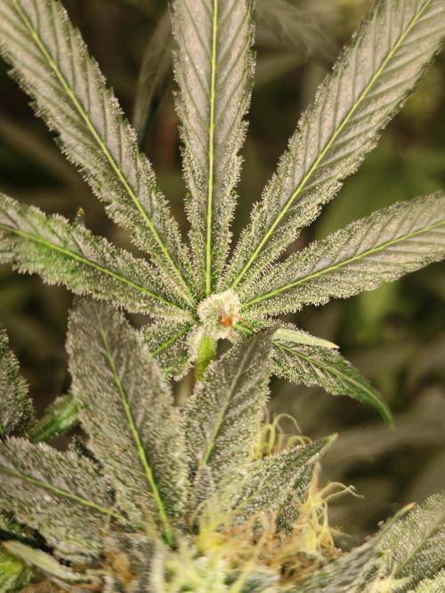 Pink Banana Runtz. Week 8