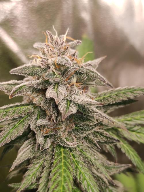 Red tropicana cookies. Week 11