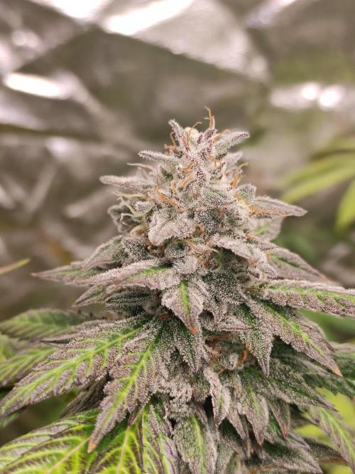 Red tropicana cookies. Week 11