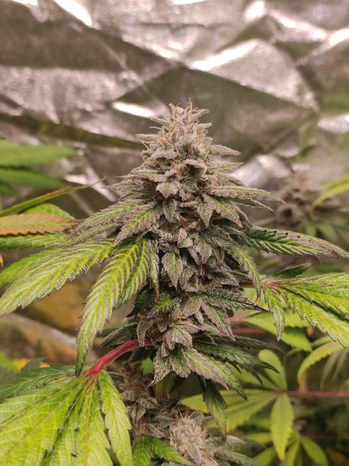 Red tropicana cookies. Week 11